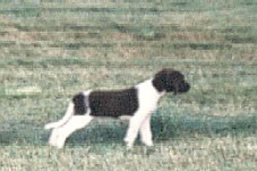 carlo5