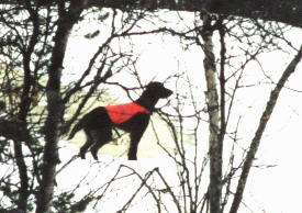 Gipsy "t&ouml;ll&auml;&auml;" taas