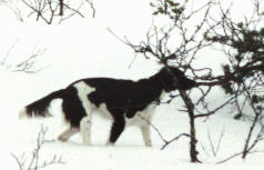 Hillan hieno "t&ouml;ll&auml;ys"