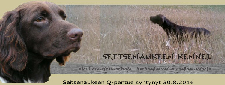 Seitsenaukeen Q-pentue syntynyt 30.8.2016