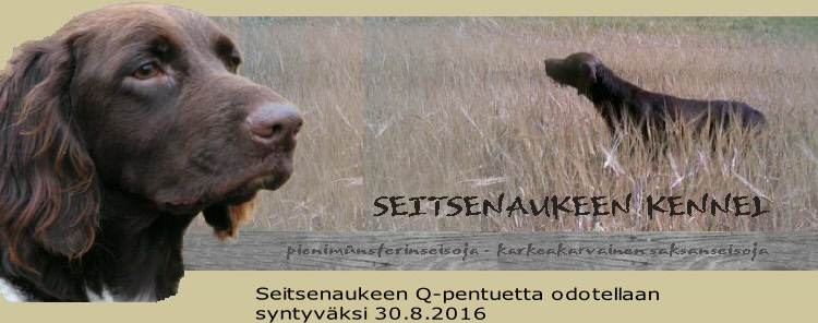 Seitsenaukeen Q-pentuetta odotellaan
syntyväksi 30.8.2016